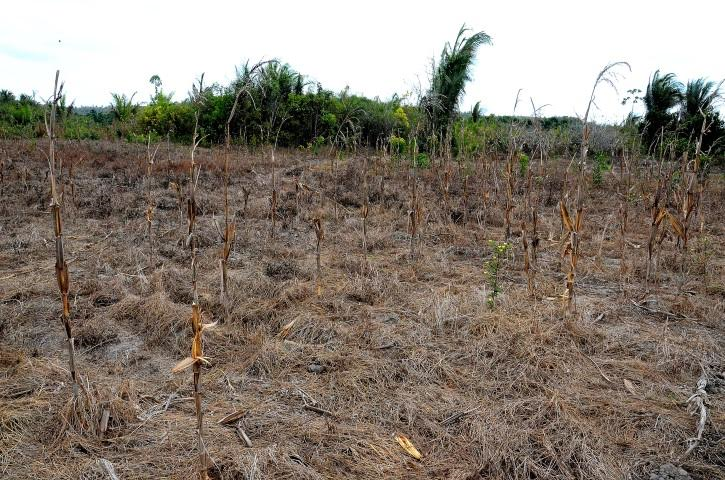 Projeto de Hortaliças sofre com a estiagem