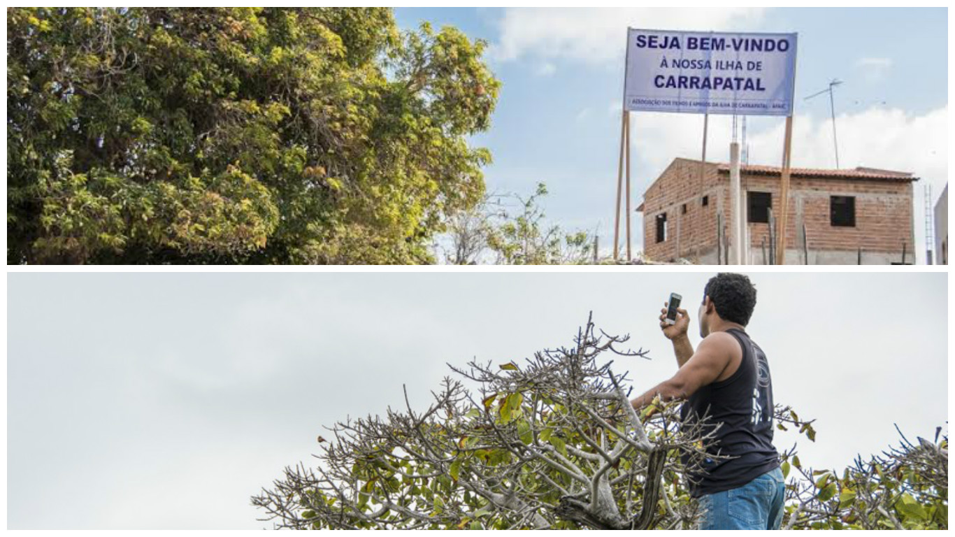 Moradores precisam subir em árvores para tentar capturar o sinal de telefonia dos municípios mais próximos