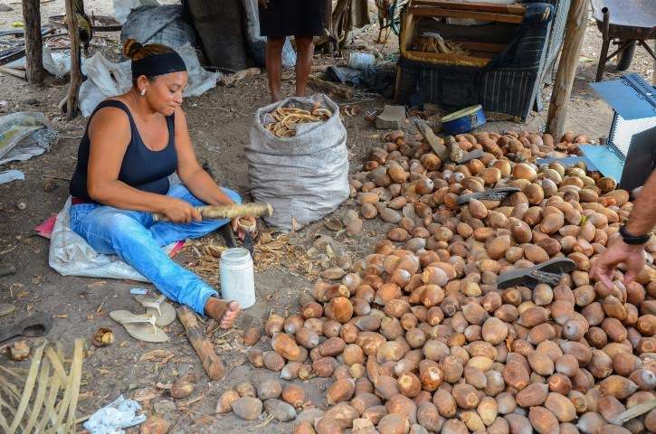 O coco babaçu foi a principal fonte de renda da agricultora Marionete Brito | foto: JR Lisboa/ Agência Assembleia