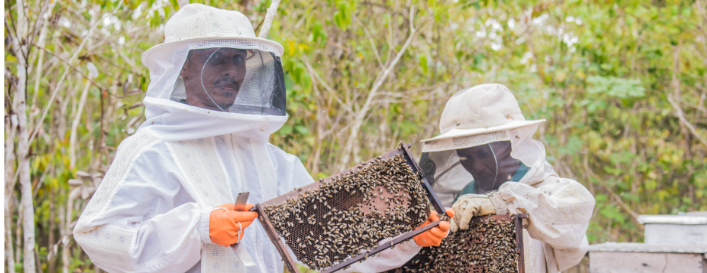 Município de Santa Luzia do Paruá inova na criação de abelhas e se torna maior produtor de mel do MA
